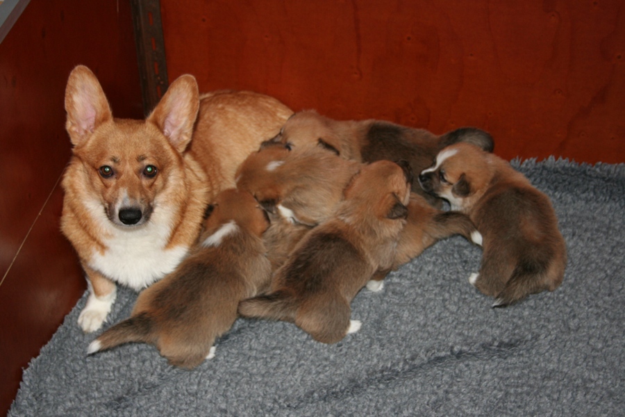 Puppies